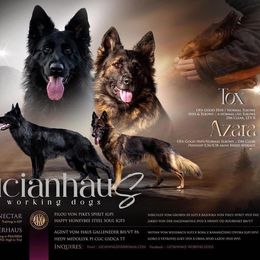 German Shepherd puppies from Lucianhaus