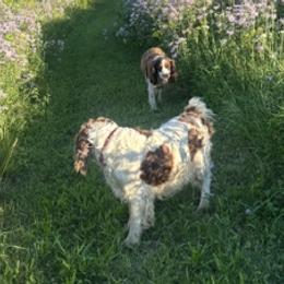 English Springer Spaniels from Gunner Spaniel