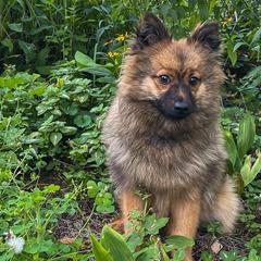 German Spitzs from Legacy Kennels Michigan