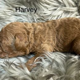 Harvey - Red male Cavapoo puppy in Lebanon, Missouri from Cobbs Creek Canines