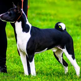 Beetlejuice - Basenji