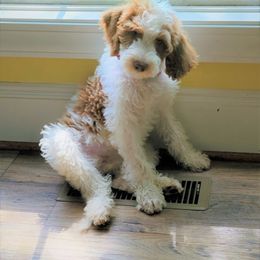 Labradoodle Puppies from Tyson's Farm Doodles