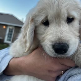 Golden Retriever Puppies from Panhandle PawsNClaws