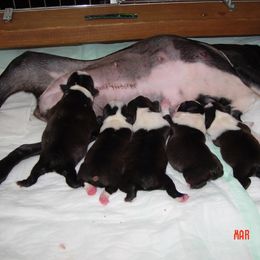 Boston Terrier Puppies from Achates Bostons