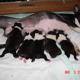 Boston Terrier Puppies from Achates Bostons