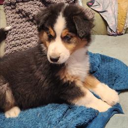 Sam - Black and tan male Working Dog Cross puppy in Nevada, Missouri from Briarwood Collies