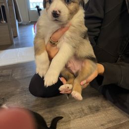 Miniature Australian Shepherd Puppies from Hadden's Aussies