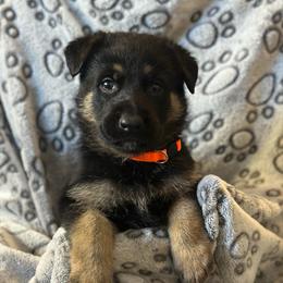 Boy 1 - Bi-color male German Shepherd puppy in Herkimer, New York from Render Kennels