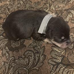 Bear( Gray) - Liver male Miniature Schnauzer puppy in Hemet, California from Feshia's Miniature Schnauzers