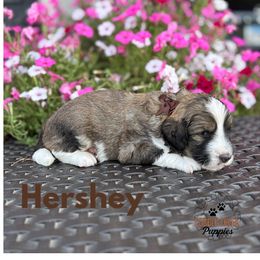 Hershey - Sable male Bernedoodle puppy in Heyworth, Illinois from Cobble Creek Puppies