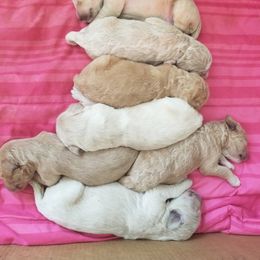 Goldendoodle Puppies from Masondixondoodles
