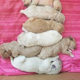 Goldendoodle Puppies from Masondixondoodles