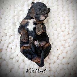 Detroit - Phantom male Goldendoodle puppy in from Pink Poodles and Doodles