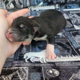 Bravo - Agouti and white male Siberian Husky puppy in Louisville, Kentucky from Wild Hunt Huskies