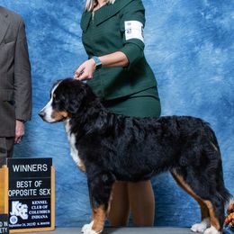 Bernese Mountain Dogs and Golden Retrievers from Perrydise Farm