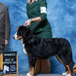 Bernese Mountain Dogs and Golden Retrievers from Perrydise Farm