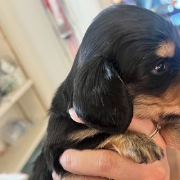 Boy 2 - Dachshund puppy in Highland, California from BAES Teufelshunde