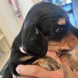 Boy 2 - Dachshund puppy in Highland, California from BAES Teufelshunde