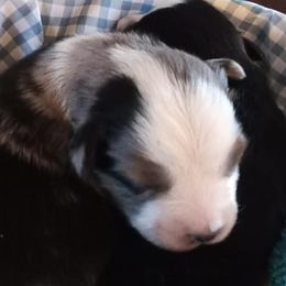 Boston Terriers and Miniature Australian Shepherds from Circle W Boston Terriers and Mini Aussies