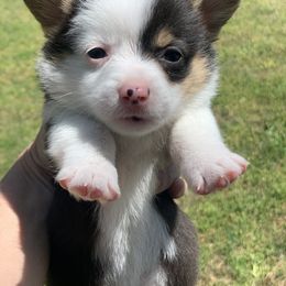 Girl 1 - Black and tan Pembroke Welsh Corgi puppy in Cumming, Georgia from Carter’s Corgis LLC