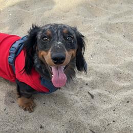Pluto - Dachshund