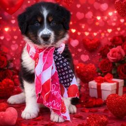 Teddy - Black tri-color male Australian Shepherd puppy in Harrah, Oklahoma from Kamm's Aussies