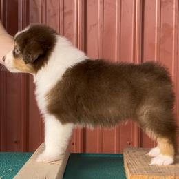 Australian Shepherd Puppies from BellSharps Australian Shepherds