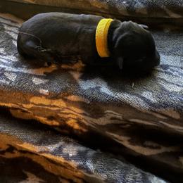 Yellow - Black female Labrador Retriever puppy in Lawton, Michigan from DuckAlly Kennel