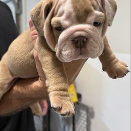 Boy 1 - Lilac tri-color male Bulldog puppy in Cumming, Georgia from Happy Place Kennels