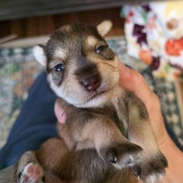 Luna Jean - Liver female Miniature Schnauzer puppy in Fredericksburg, Virginia from Liver Legends