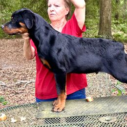 Blue Collar - Black and mahogany male Rottweiler puppy in Newberry, Florida from Darkstarr Rottweilers