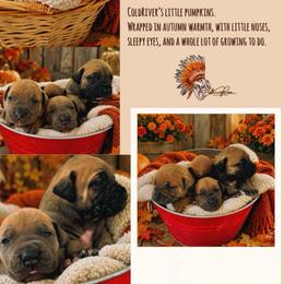 1st Pick - Fawn male Boerboel puppy in Pennsylvania from Cold River Boerboels