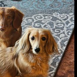 Dachshunds from Tracey Warchuck