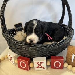 Vixen - Tri-color female Bernedoodle puppy in New Market, Virginia from Frosty & Ginger Co Home of Doodles
