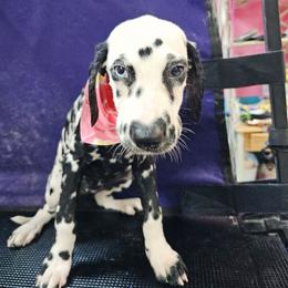Cora - White and black female Dalmatian puppy in Adkins, Texas from Rock'N'Spark Dalmatians