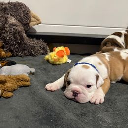 Blue - Fawn and white male Bulldog puppy in Krum, Texas from K & K Little Blessings