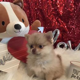 Orange sable - Orange male Pomeranian puppy in Taylor, Texas from Regal Poms