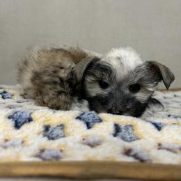 Miniature Schnauzer and Poodle Puppies from LR&R Dog Co.