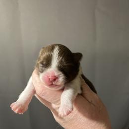 Boy 2 - Tri-colored male Pomeranian puppy in Maplefalls, Washington from Snow peak poms