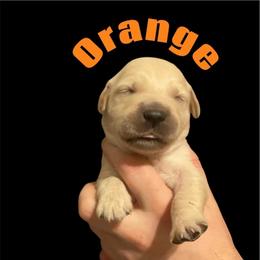 Orange - Golden female Golden Retriever puppy in Peoria, Arizona from Westwing Retrievers