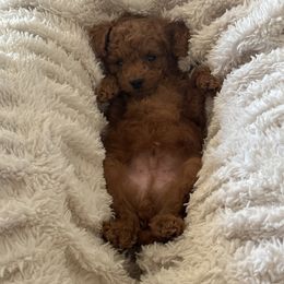 Miniature Schnauzer and Poodle Puppies from Lorraine Finley