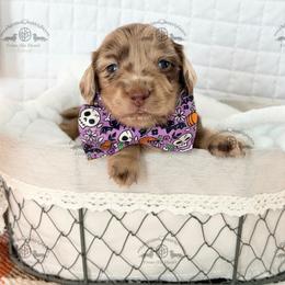 Mr. Green-5200 - Dapple male Dachshund puppy in Sparr, Florida from From the Heart Doxies