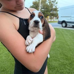 Charlie - Black brown and white male Basset Hound puppy in Gulf Breeze, Florida from Breeze Basset Hounds