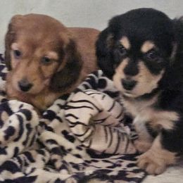 Dachshund Puppies from Grand mesa mini dachshund