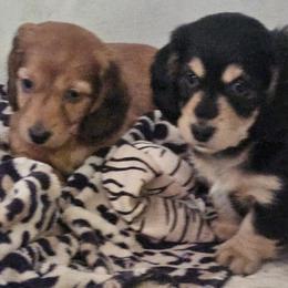 Dachshund Puppies from Grand mesa mini dachshund