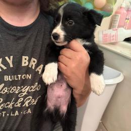 Hercules (Orange Collar) - Black and white male Border Collie puppy in Grapeview, Washington from Athena’s Collies
