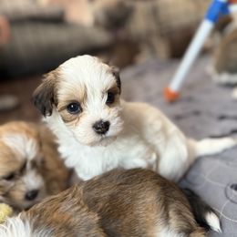 Skye (Lavender collar) - Fawn sable female Havanese puppy in Silverton, Oregon from PNW Havanese