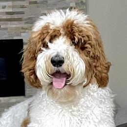 SALEM - Australian Labradoodle
