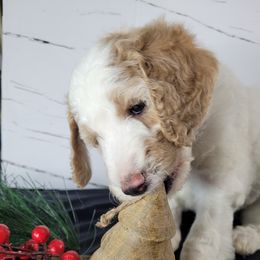 Poodle Puppies from Athena Smiles Standard Poodles