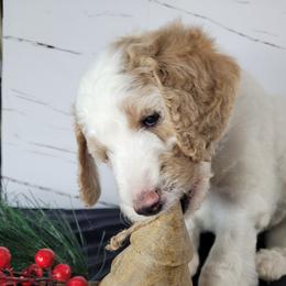 Poodle Puppies from Athena Smiles Standard Poodles